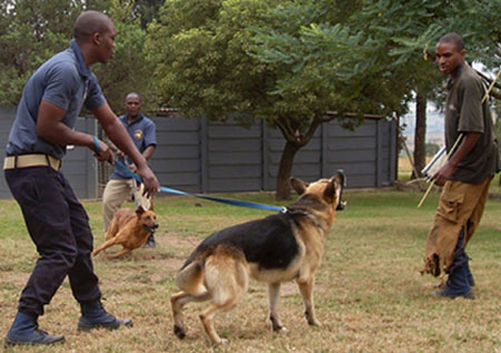 Canine Dogs In Traing K9 Dogs in training