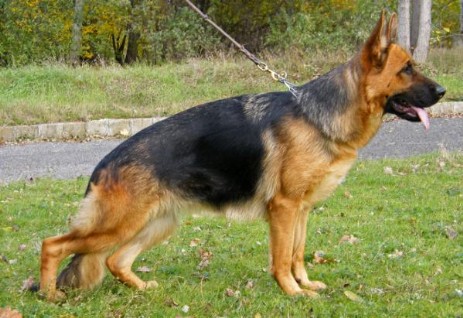 German Shepherd Guard dog Alsatian Guard dog