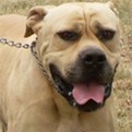 K9 Boerboel Trained