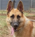K9 German Shepherd