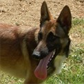 K9 German Shepherd