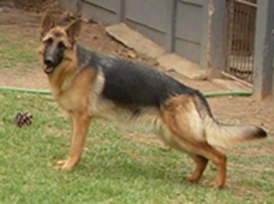 K9 German Shepherd training