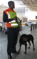 K9 Rottweiler on the job