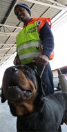 K9 Rottweiler on the job